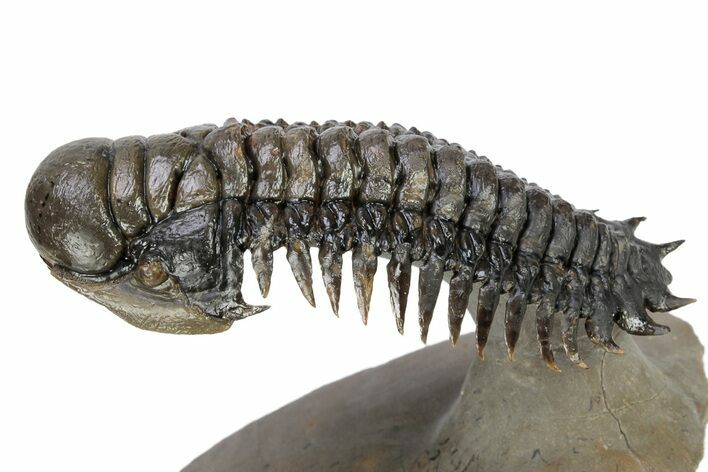 Flying Crotalocephalina Trilobite - Atchana, Morocco #254084